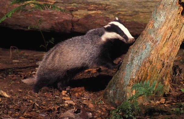 Things are looking better for the badger as the number of setts across England rises.