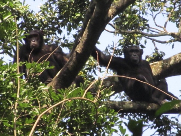 The large chimpanzee population flourished in a remote and secluded region of the Democratic Republic of Congo