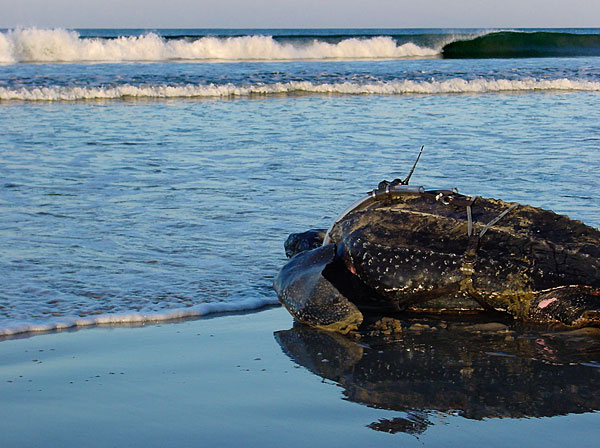 A leatherback turtle with a newly attached satellite tag returns to the sea.