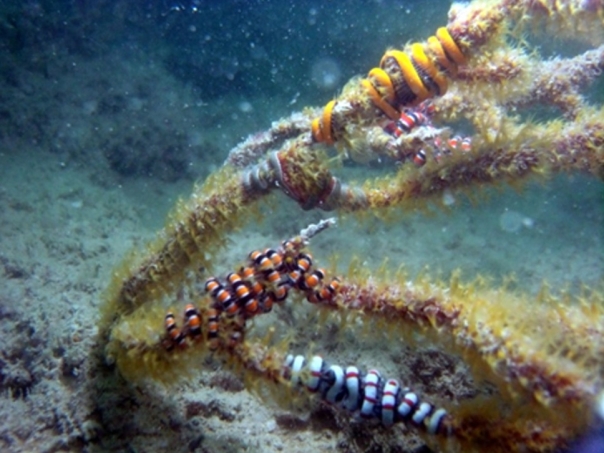 Several colourful brittle stars wrap around octocoral.